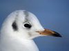 Black Headed Gull