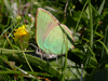 Green Hairstreak