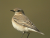 Wheatear